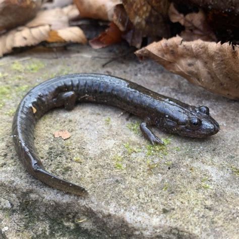 20 Types Of Salamanders Found In Tennessee Nature Blog Network