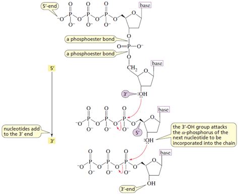 Reaksi Reaksi Spesifik Pada Nukleotida