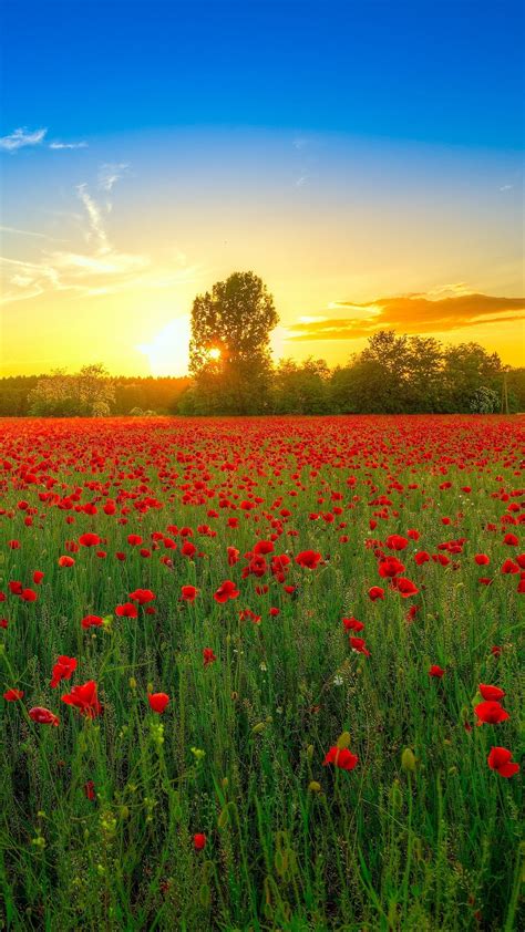 Poppies Field Bloom Wallpaper 1080x1920