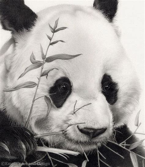 Panda Drawing Mounted Print Of Original Pencil Drawing Panda