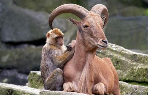 29 Unusual Animal Friendships That Will Make You Cry Inside