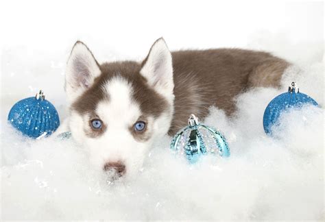 Christmas Husky Puppy Pawtown