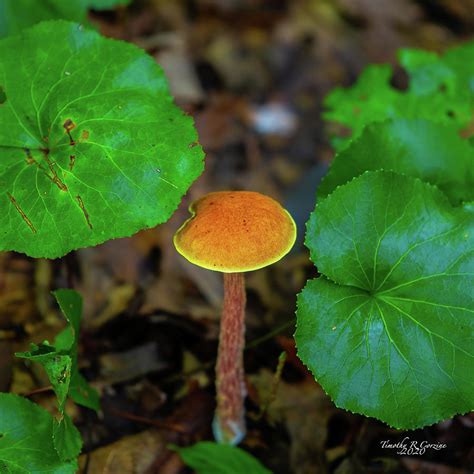 Mushroom Along The Trail Photograph By Tim Corzine Pixels