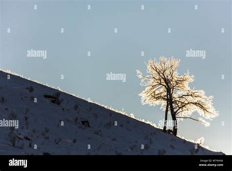 Backlit Tree With Hoar Frost Stock Photo Alamy
