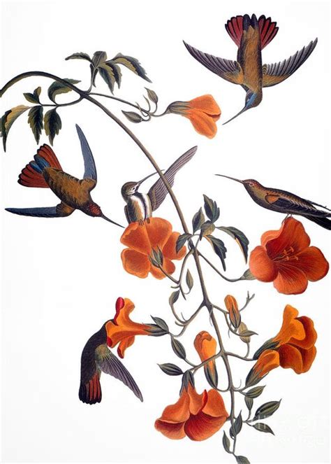 Hummingbird Greeting Card For Sale By John James Audubon