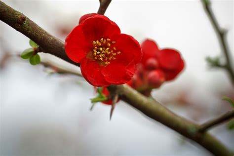 Winter Red Flowers Japanese Quince Or Also Known As C Flickr