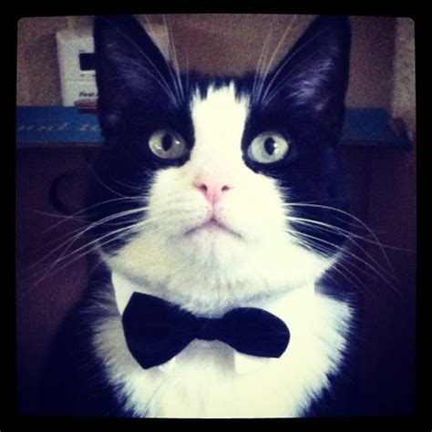 Tuxedo Cat Boots In His Formal Wear Pretty Cats Kittens Cutest Cats