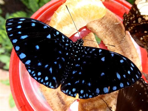 Hamadryas Laodamia Queen Cracker Butterfly Starry Night Flickr