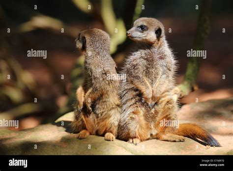 2 Meerkats Standing Together Stock Photo Alamy