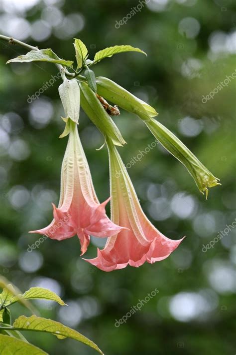 Pink Datura Flowers — Stock Photo © Ebfoto 118285624