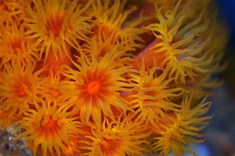 福克納管星珊瑚 美丽海生物图鉴 冲绳美丽海水族馆 冲绳美麗海 世代相传
