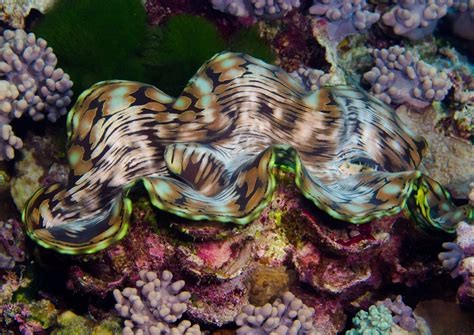 Inmersión De Aspasia Dive The Great Astrolabe Reef Suroeste De La