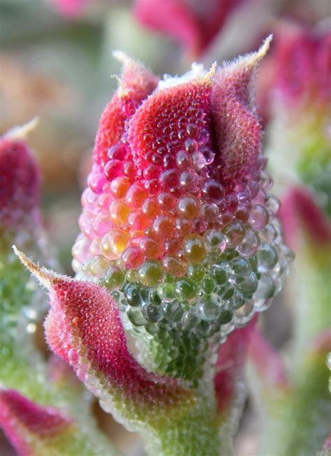 Ice Plant Mesembryanthemum Image Eurekalert Science News Releases