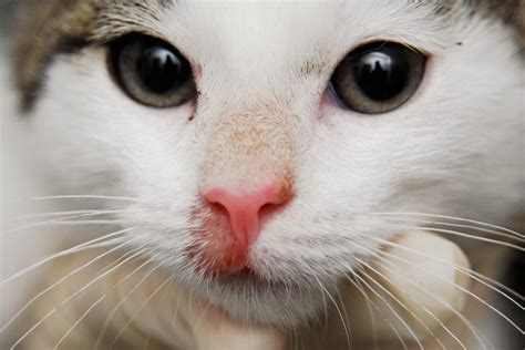 Berikut adalah cara menghilangkan kurap. Inilah Cara Merawat Penyakit Kurap Kucing Dengan Kunyit ...