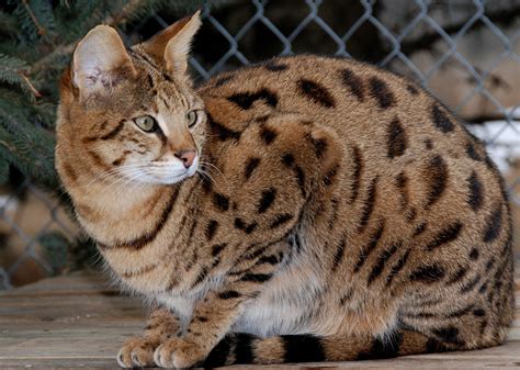 Savannah Cat And Bengal Cat Mix Cat Meme Stock Pictures And Photos