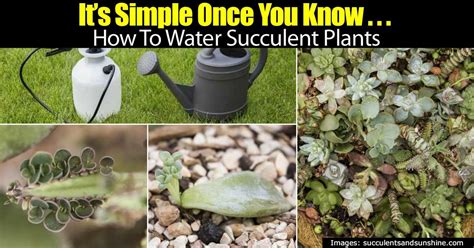 How often to water a cactus. How Often To Water Succulents | Plants, Planting ...