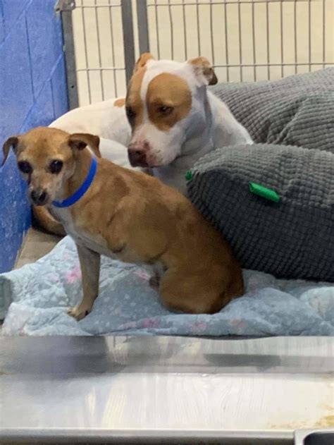 Senior Dog And Her Closely Bonded Tripod Have Lost Their Home Pet