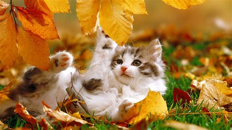 20 Animals In Autumn Wallpapers Wallpaperboat