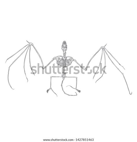 Bat Skeleton Drawing Gothic Illustration Aggressive Stock Vector