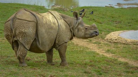 The Sumatran Rhino Is Extinct In Malaysia The Great Projects