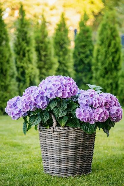 Premium Photo Purple Hydrangea Flowers In Full Bloom