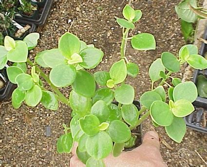 More than 1500 species have been recorded, occurring in all tropical and subtropical regions of the world. Peperomia Moonset Species - Glasshouse Works