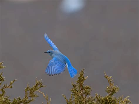 Do Bluebirds Migrate Everything Explained Bird Fact