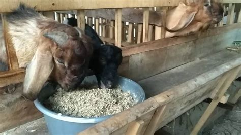 Cara Membuat Fermentasi Pakan Kambing Produkmania