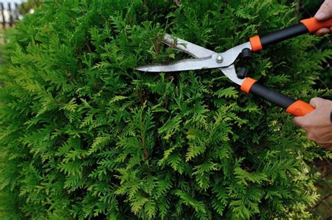 Shrub Trimming 101 How To Trim And Prune Shrubs Everything You Need
