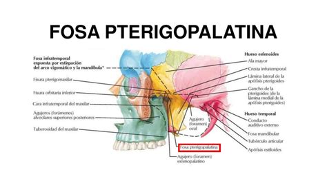 Fosa Pterigopalatina Cráneo Anatomía Udocz
