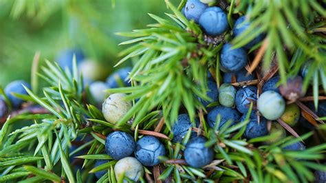 Juniper Juniperus Communis British Trees Woodland Trus Daftsex Hd