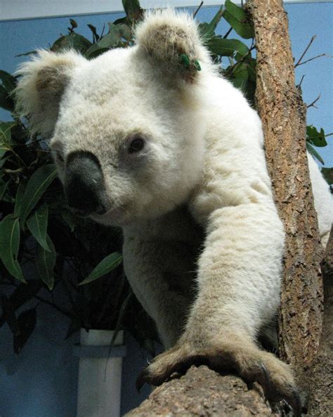 Rare White Koala Albino Animals Rare Albino Animals Animals