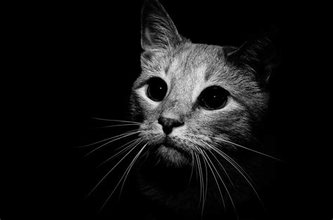 black and white cat photography wallpaper