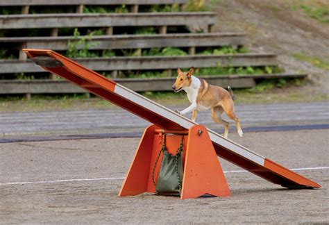Diy How To Make Your Own Dog Agility Course