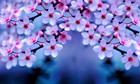 10 New Cherry Blossom Wallpaper Night Full Hd 1080p For Pc Background 2021