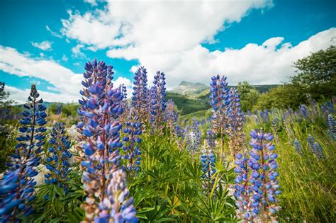 Free Images Flower Flowering Plant Lupin Nature Blue Wilderness