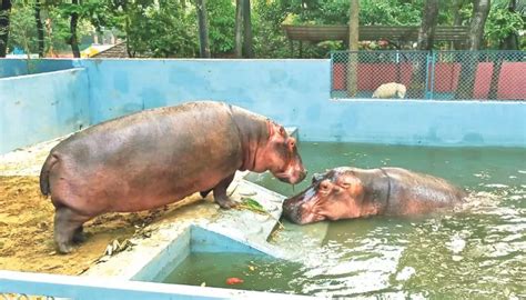 Chattogram Zoo Welcomes Female Hippopotamus The Business Post