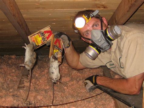 Orlando Rodent Control Extermination And Removal