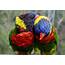 Lory Parrot Bird Tropical 22 Wallpapers HD / Desktop And Mobile 