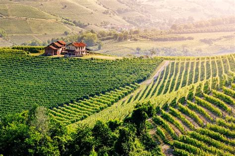 Barolo Wine Region Langhe Piedmont Italy Vineyards And Idyllic