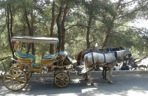 Pin By Nafiye Çetin On Indirilen Fotoğraflar Antique Cars Horse
