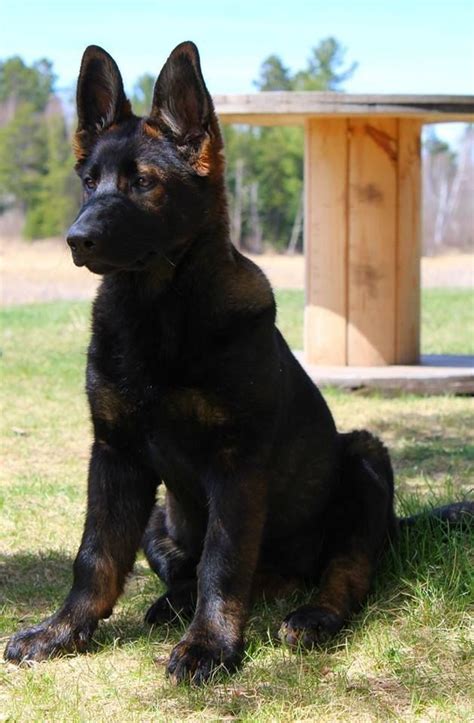 Pin By Wolf On The Dogs German Shepherd Dogs Dogs Black German Shepherd