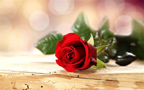 Rose Flowers Romance Love For Red Spring Emotions Life Wallpapers Hd Desktop And