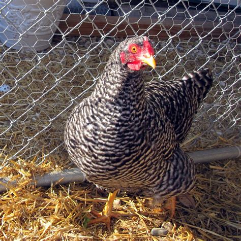 Meet The Girls And Learn About Three Backyard Chicken Breeds