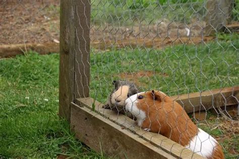 Top 10 Tips For Introducing A New Guinea Pig