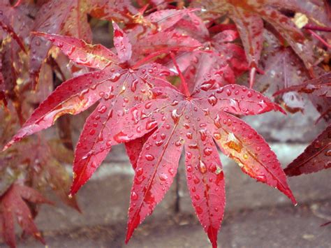 18 excellent japanese maples for the yard pinterest maple leaves fall colors wallpaper. Free Images : nature, forest, branch, sunlight, fall ...