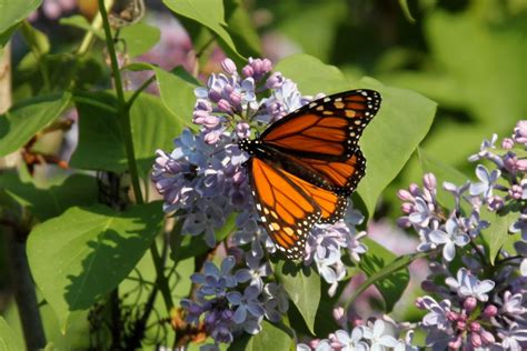 Monarch And Lilacs Monarch Butterfly On Lilacs Ajburcar Flickr