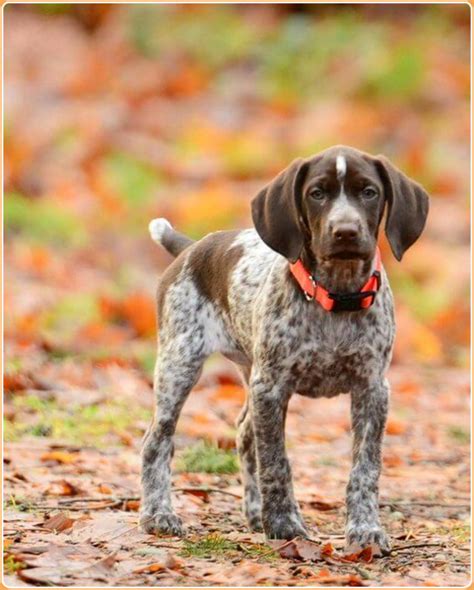 German Shorthaired Pointer Puppies Facts Temperament Size Price