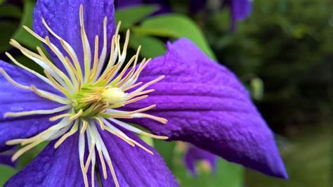Clematis Purple Blossom Free Photo On Pixabay Pixabay