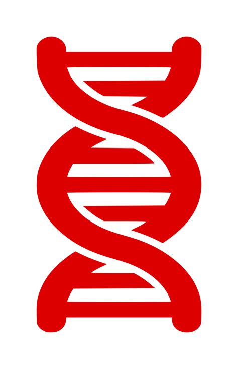 Dna Png Transparent Image Download Size 1550x2400px